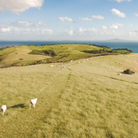 Sheep in a field near Auckland.